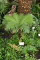 Dwarf Treefern, Silver Lady Treefern,hard fern,بلیکنام گیبوم
